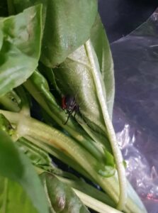 spider in basil